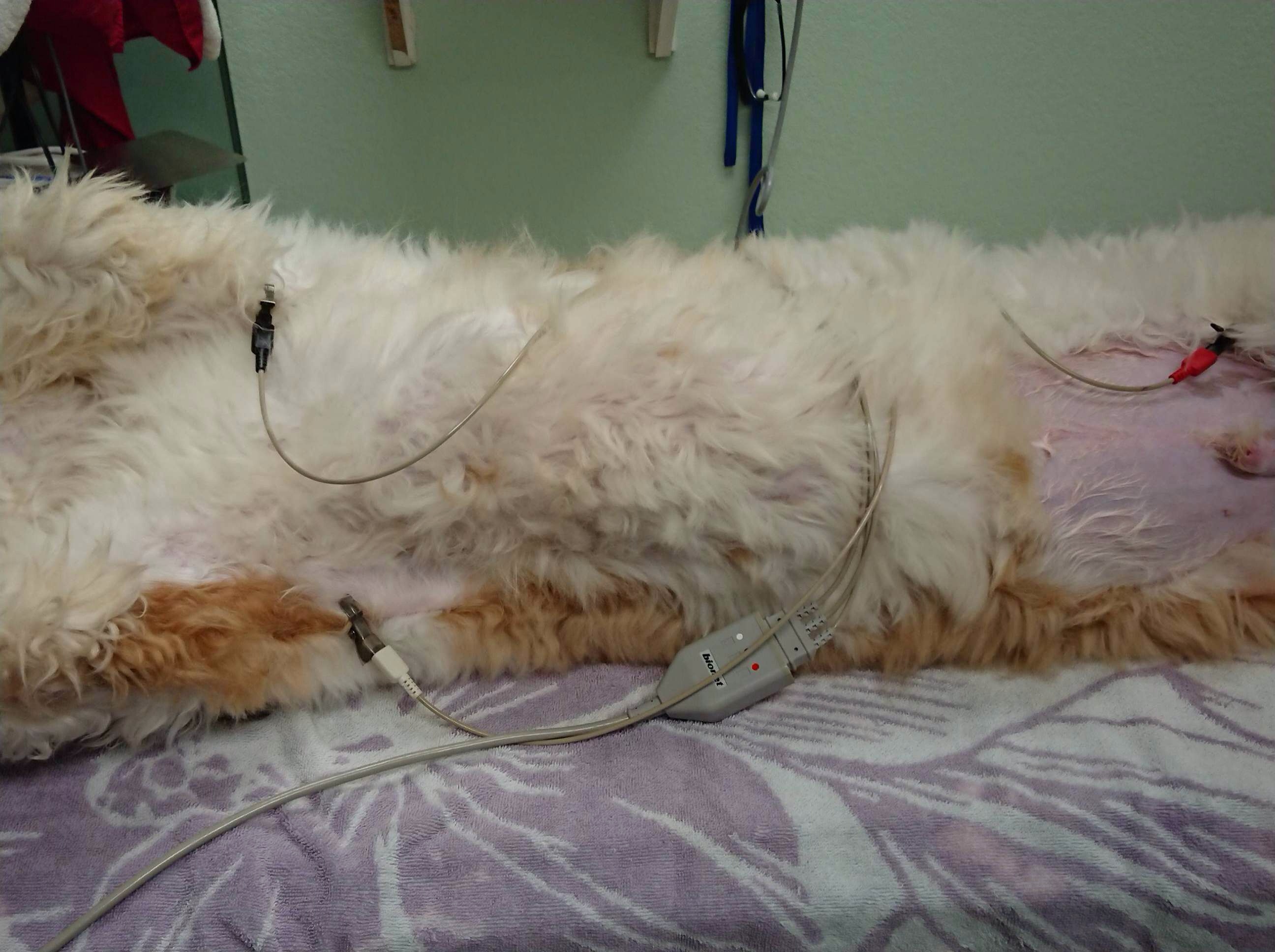 Remembering Where to Place ECG Leads on Animals